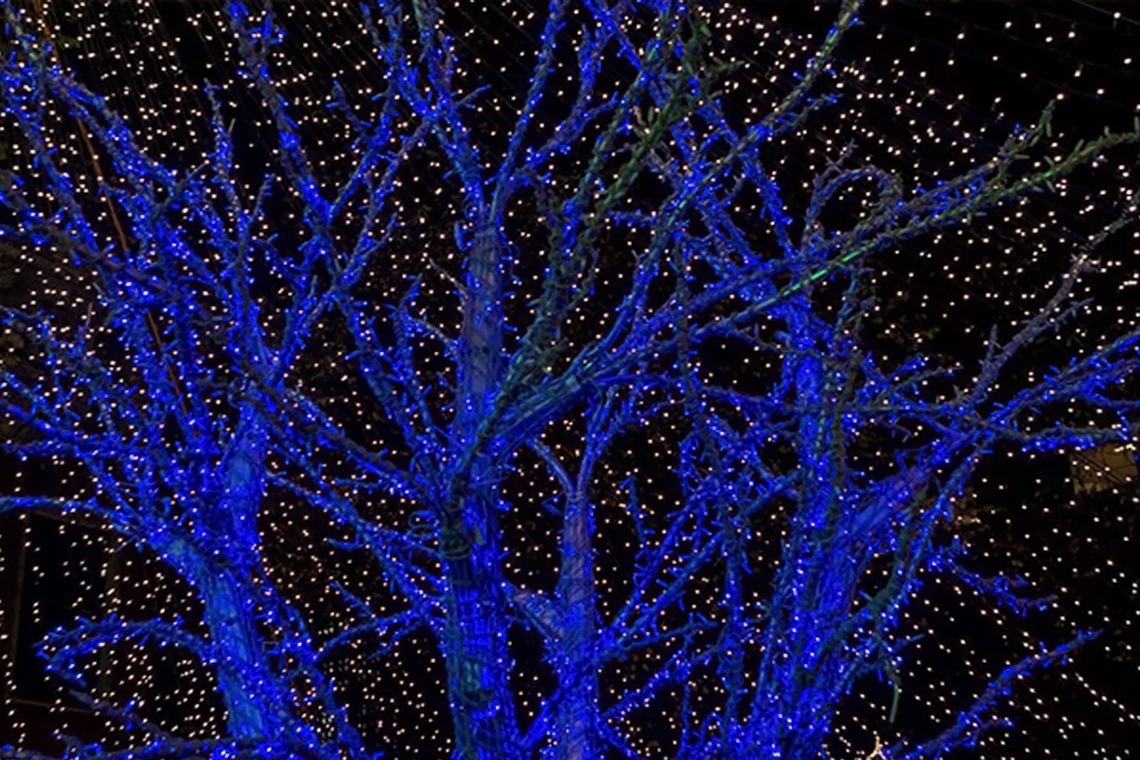 blaue Weihnachtsbeleuchtung