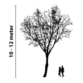 Baumbeleuchtung 10 bis 12 Meter