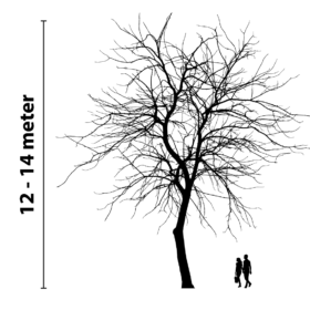 Baumbeleuchtung 12 bis 14 Meter