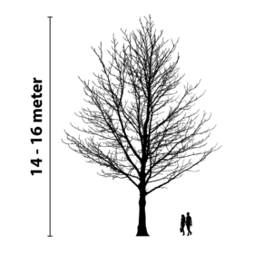 Baumbeleuchtung 14 bis 16 Meter