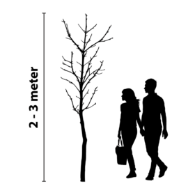 Baumbeleuchtung 2 bis 3 Meter