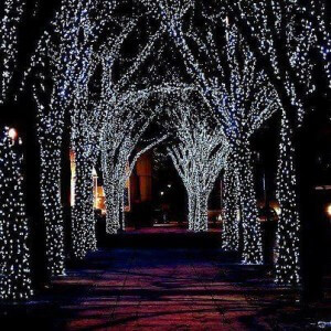 Baumbeleuchtung Laubbaum