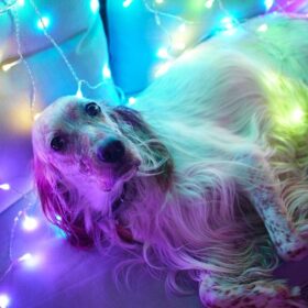 weihnachts vorhänge twinkly