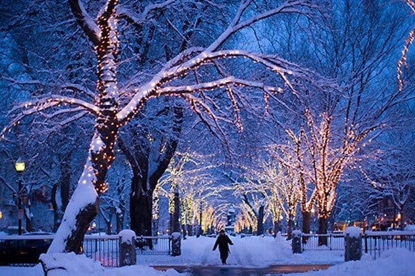 Weihnachtsbeleuchtung große Bäume