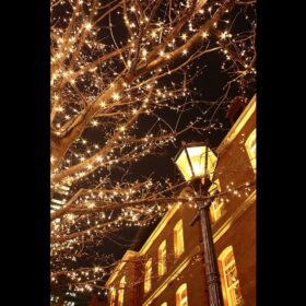 Weihnachtsbeleuchtung im Baum