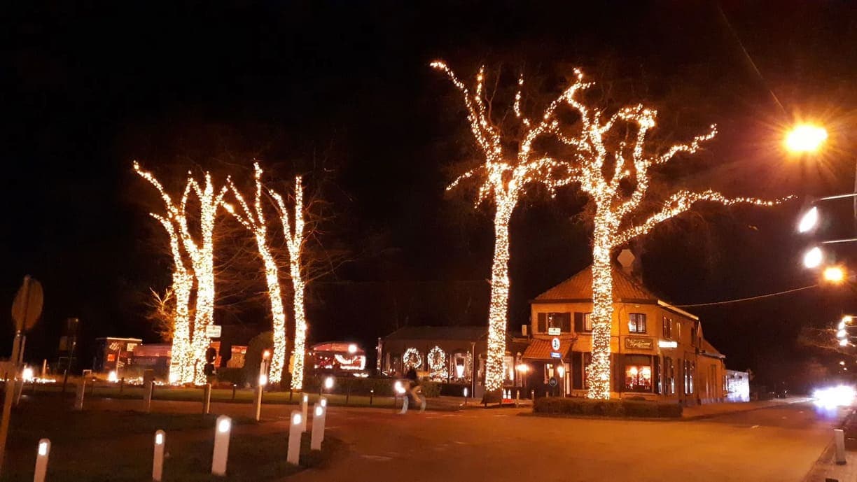 professioneel verlichte bomen