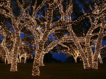 Beleuchtung für in einem Baum